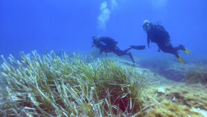 I ricercatori della Stazione Zoologica Anton Dohrn di Napoli hanno svelato i meccanismi che permettono alla Posidonia oceanica di vivere fino a 50 metri di profondità.