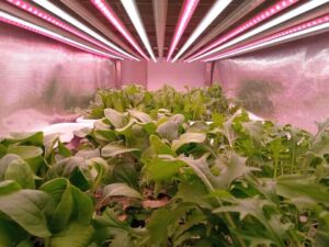 Una ricerca del CNR dimostra che, in alcuni ortaggi a foglia, la quantità di luce ricevuta durante la crescita può influire direttamente sul valore nutrizionale. Foto: Archivio CNR