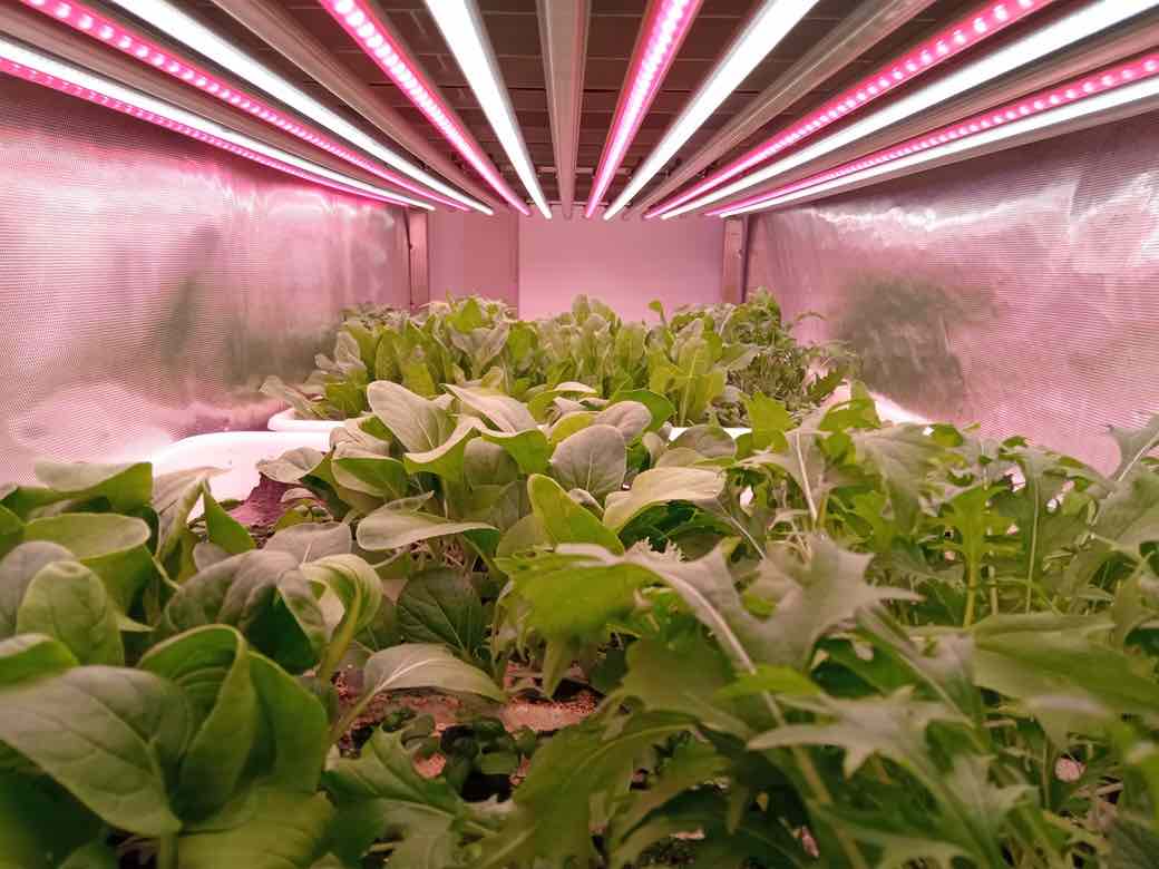 Più luce, più vitamina B9: cosa può insegnare alle serre del Ragusano la ricerca del CNR?