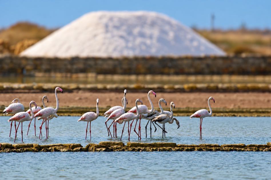 Fenicotteri in Sicilia il record di avvistamenti e la sfida dell’acqua