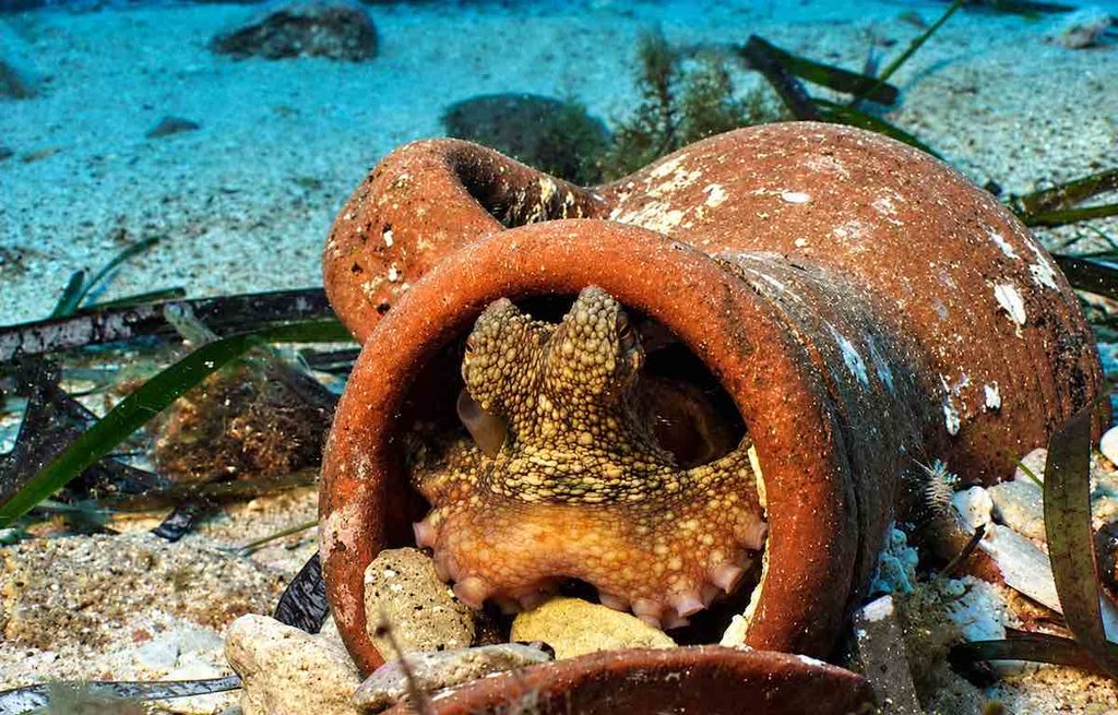 San Vito Lo Capo. Un polpo fa capolino da un’anfora medievale del Relitto del Faro, adagiato a 18 metri di profondità. Una suggestiva testimonianza dell’incontro tra archeologia subacquea e biodiversità marina, dove la storia dell’uomo diventa rifugio per la vita del mare. Foto V. Sottosanti / Archivio LIMEN